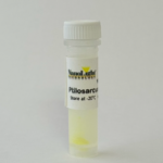 Product image of Ptilosarcus GFP