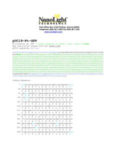 102 pUC18-Pt-GFP sequence