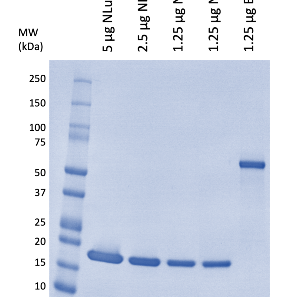 NanoKAZ Luciferase Protein (PBS)