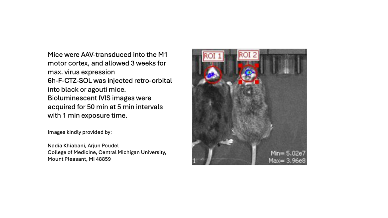 IVIS image of mice after 6h-F-CTZ injection